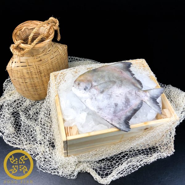 Chinese Pomfret 300/400, Frozen [1 Fish]